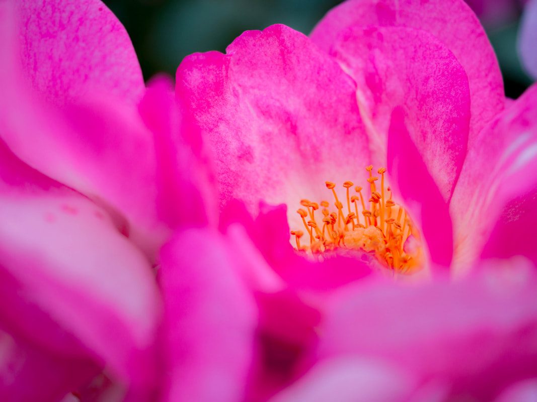 FLOWER 2017